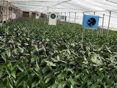 邹城香城蔬菜大棚:采用了冷暖双效水源热泵一体机 邹城香城蔬菜大棚:采用了冷暖双效水源热泵一体机