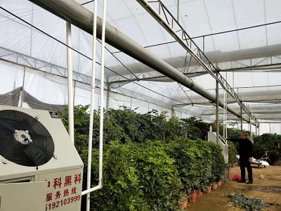 颜楼最大花卉大棚 颜楼最大花卉大棚